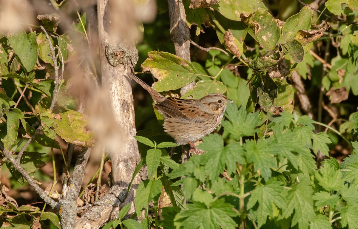 Lincoln's Sparrow - ML642903754