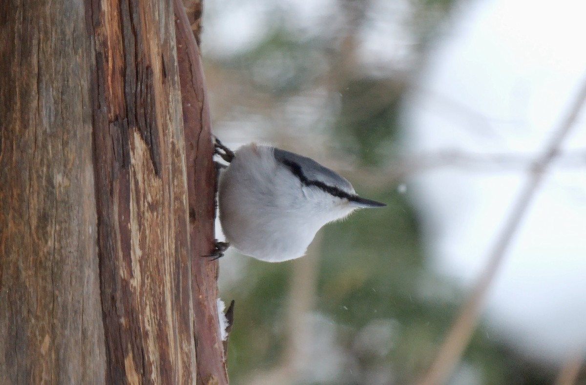 Eurasian Nuthatch (White-bellied) - ML642903755