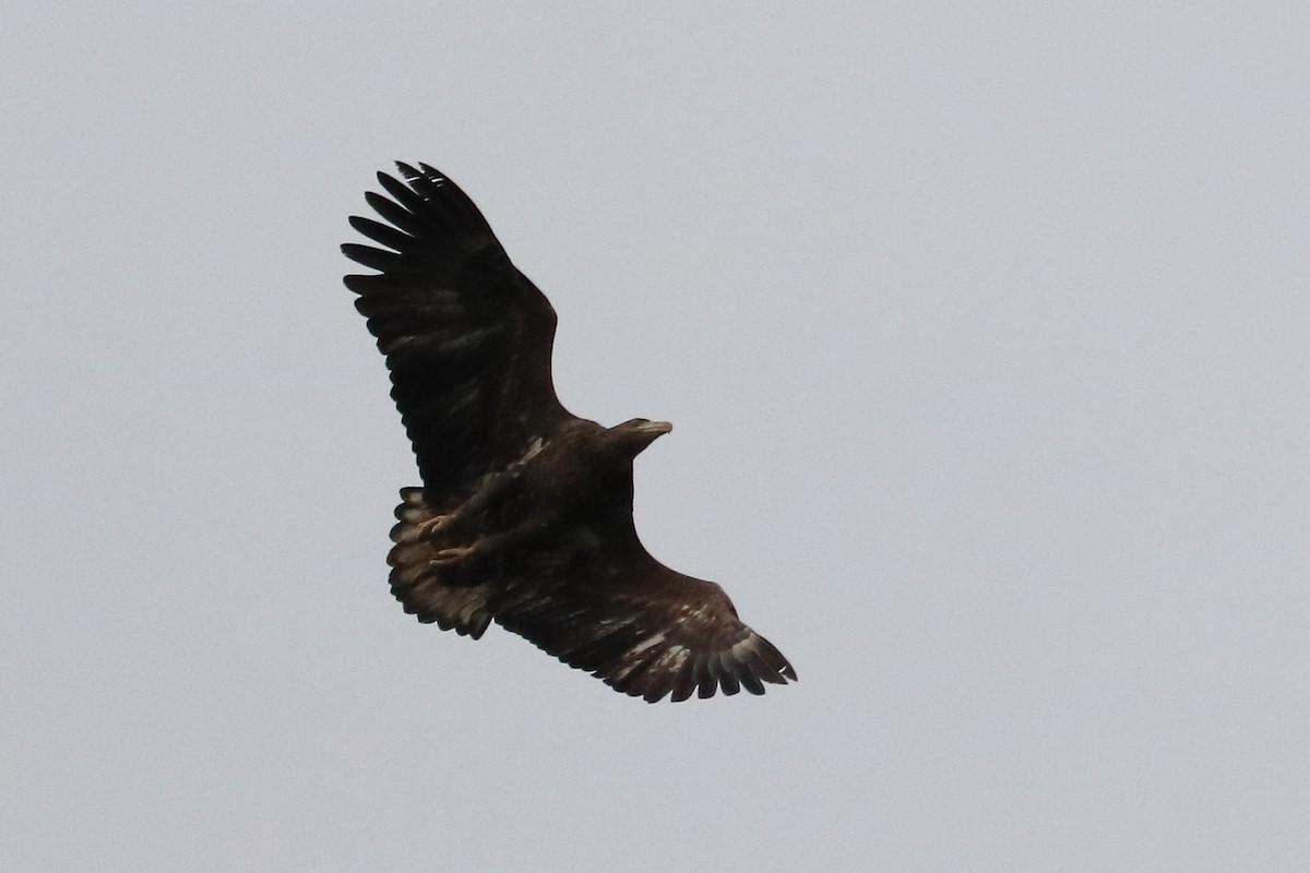 havørn - ML642903758