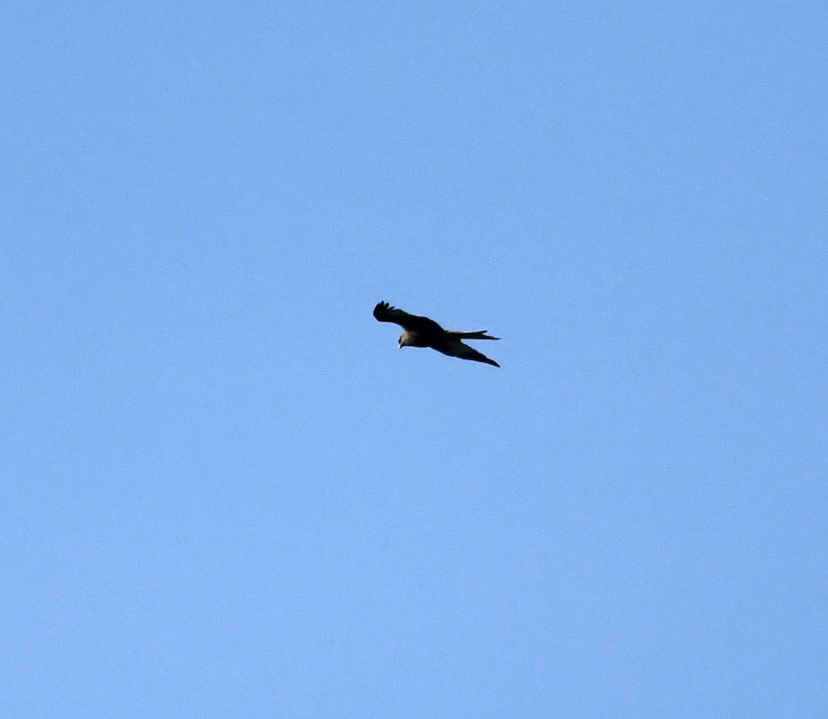 Red Kite (Red) - ML642903763