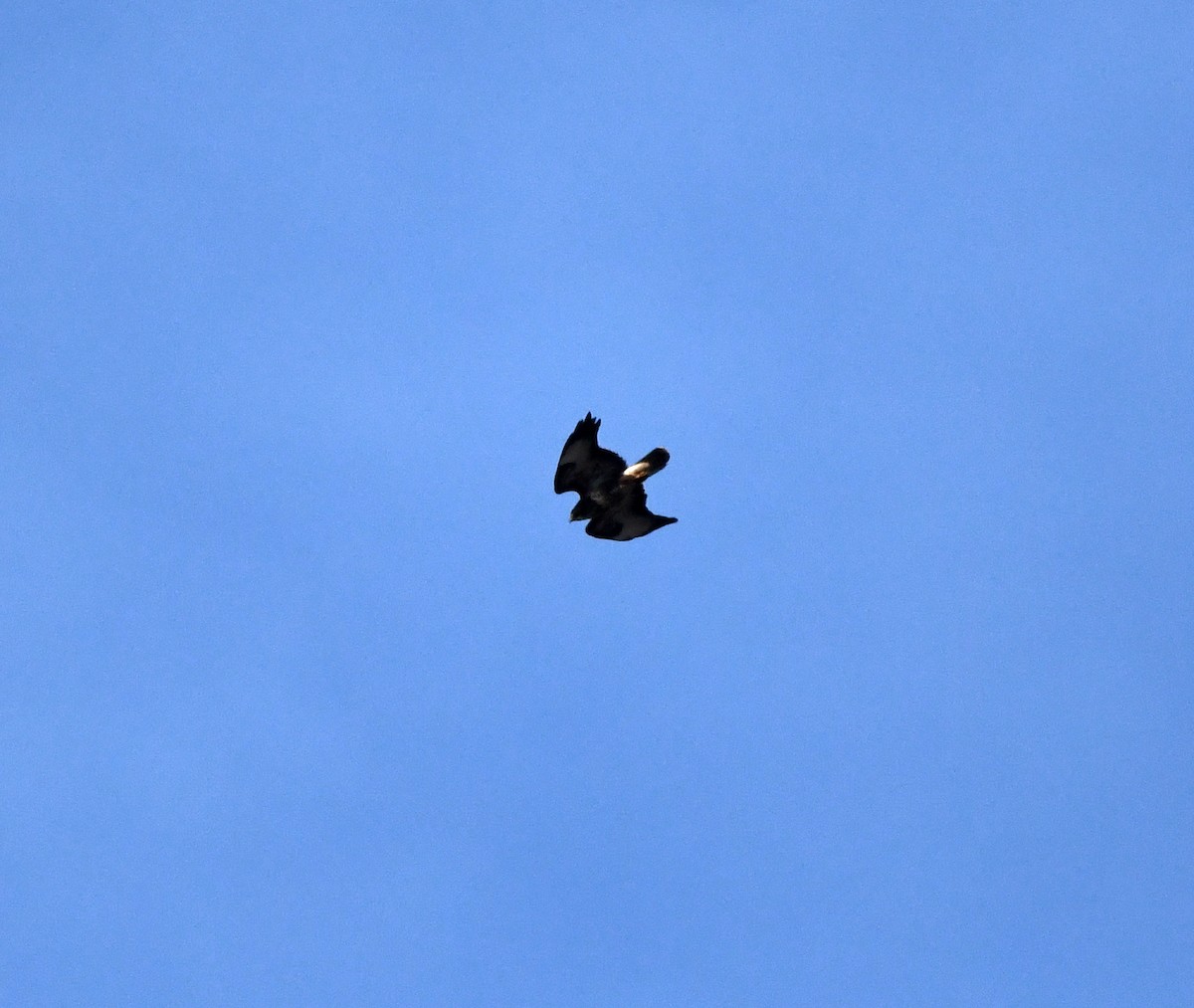 歐亞鵟(buteo) - ML642903764