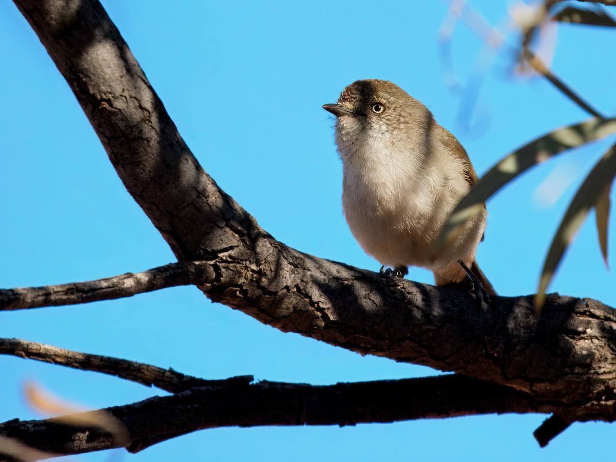 Chestnut-rumped Thornbill - ML642903791