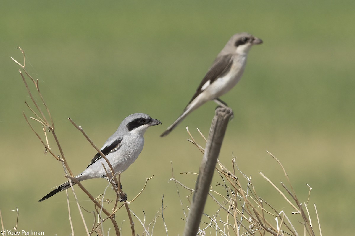 Great Gray Shrike (Arabian) - ML642903794