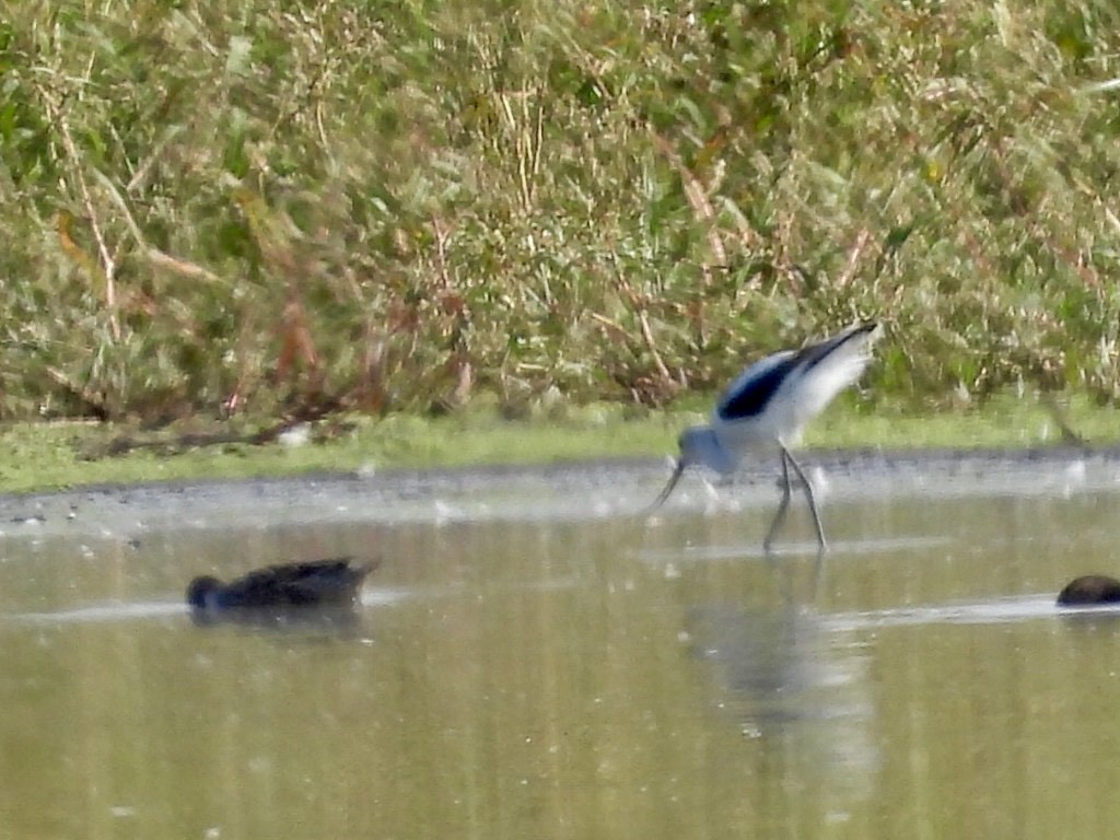 American Avocet - ML642903799