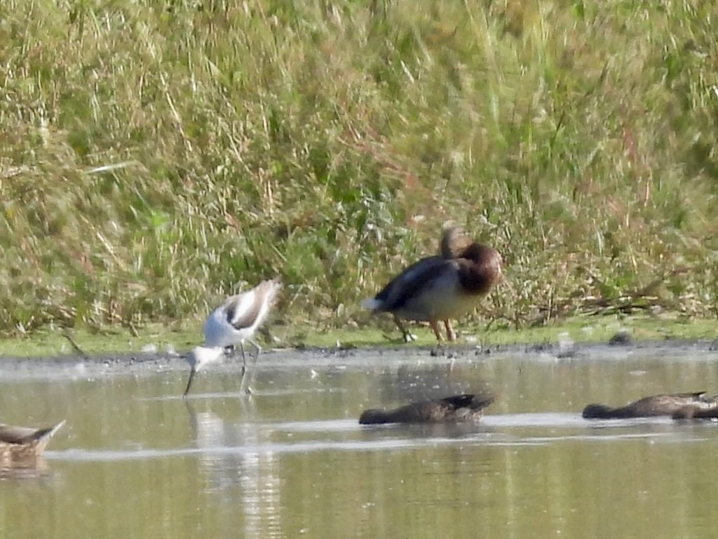 American Avocet - ML642903800