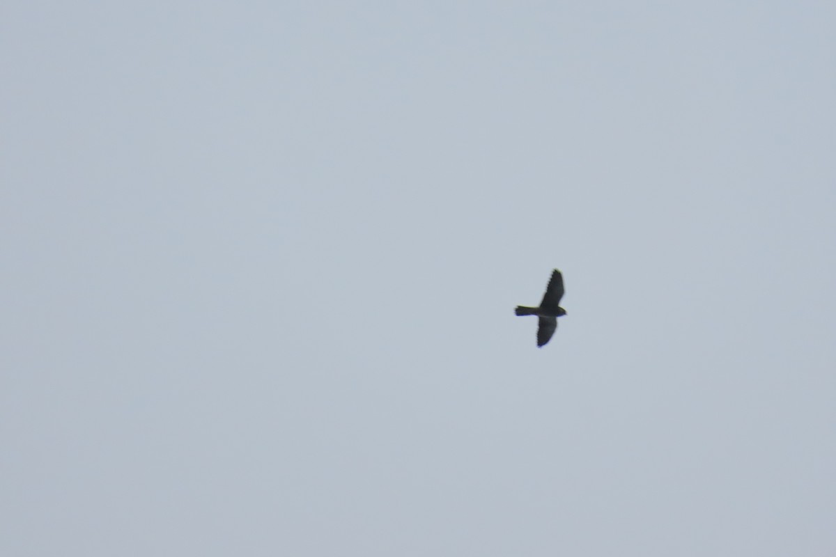 Falco dell'Amur - ML642903814