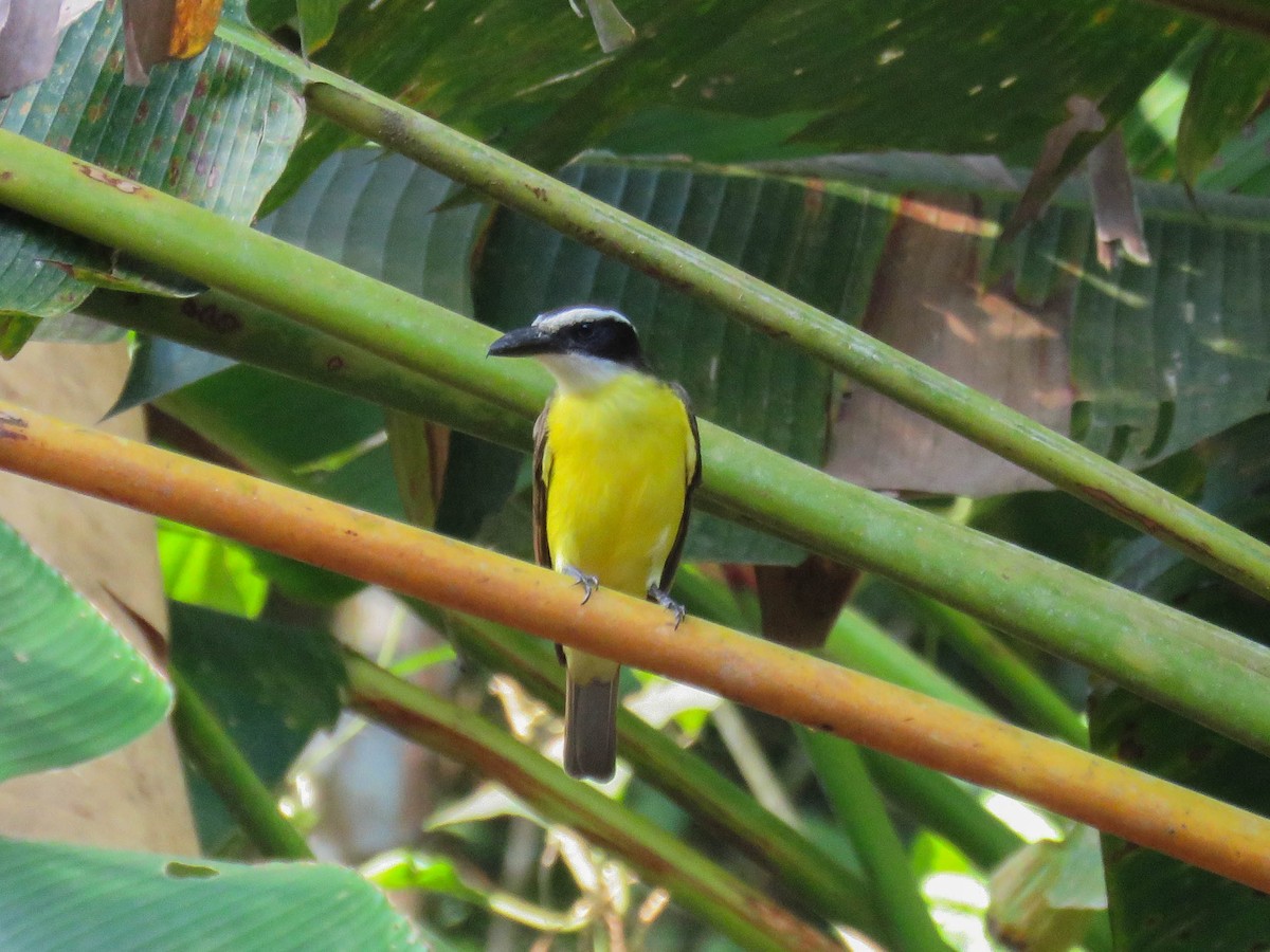 Boat-billed Flycatcher (Northern) - ML642903815