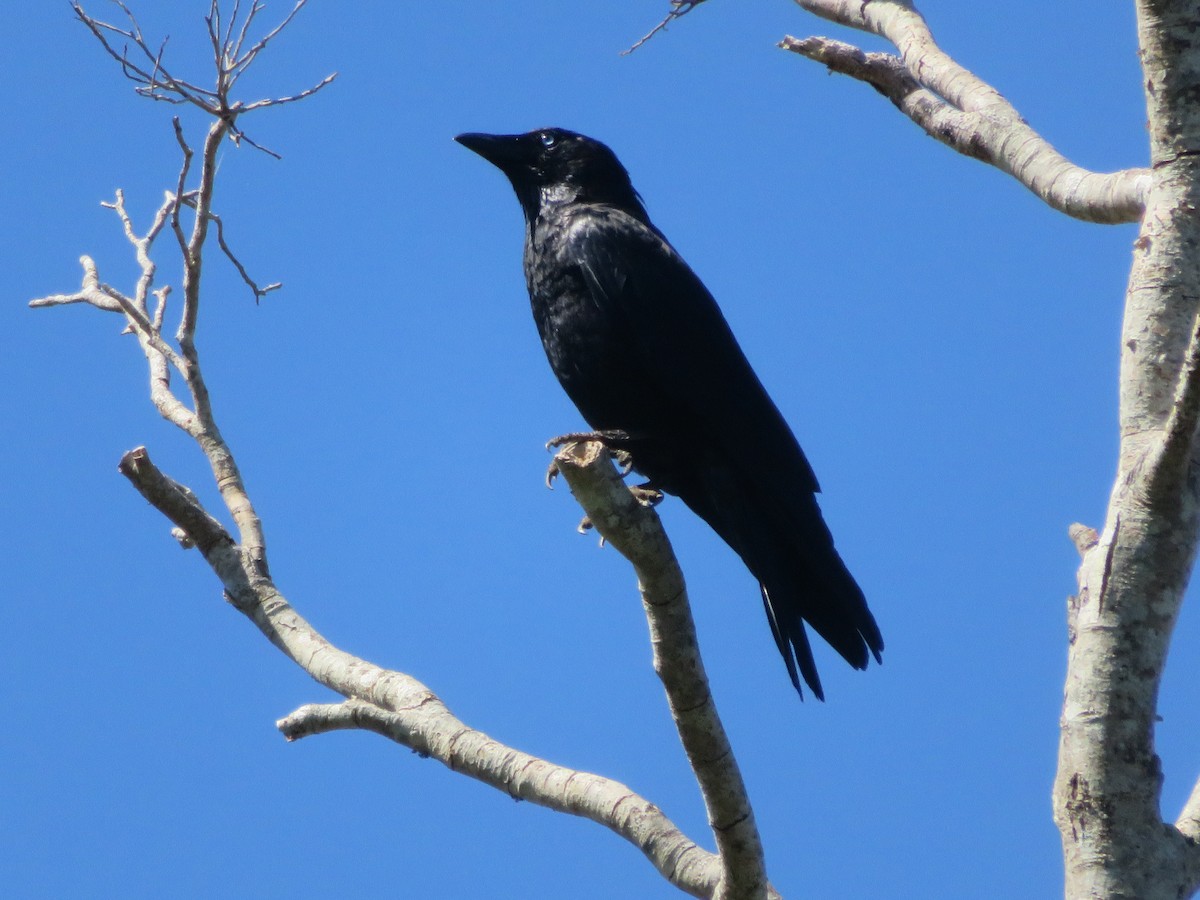 Torresian Crow - ML642903838