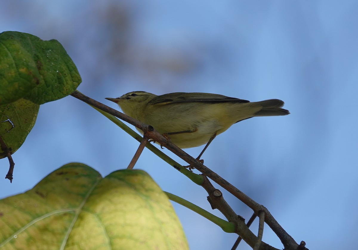 Willow Warbler - ML642903842