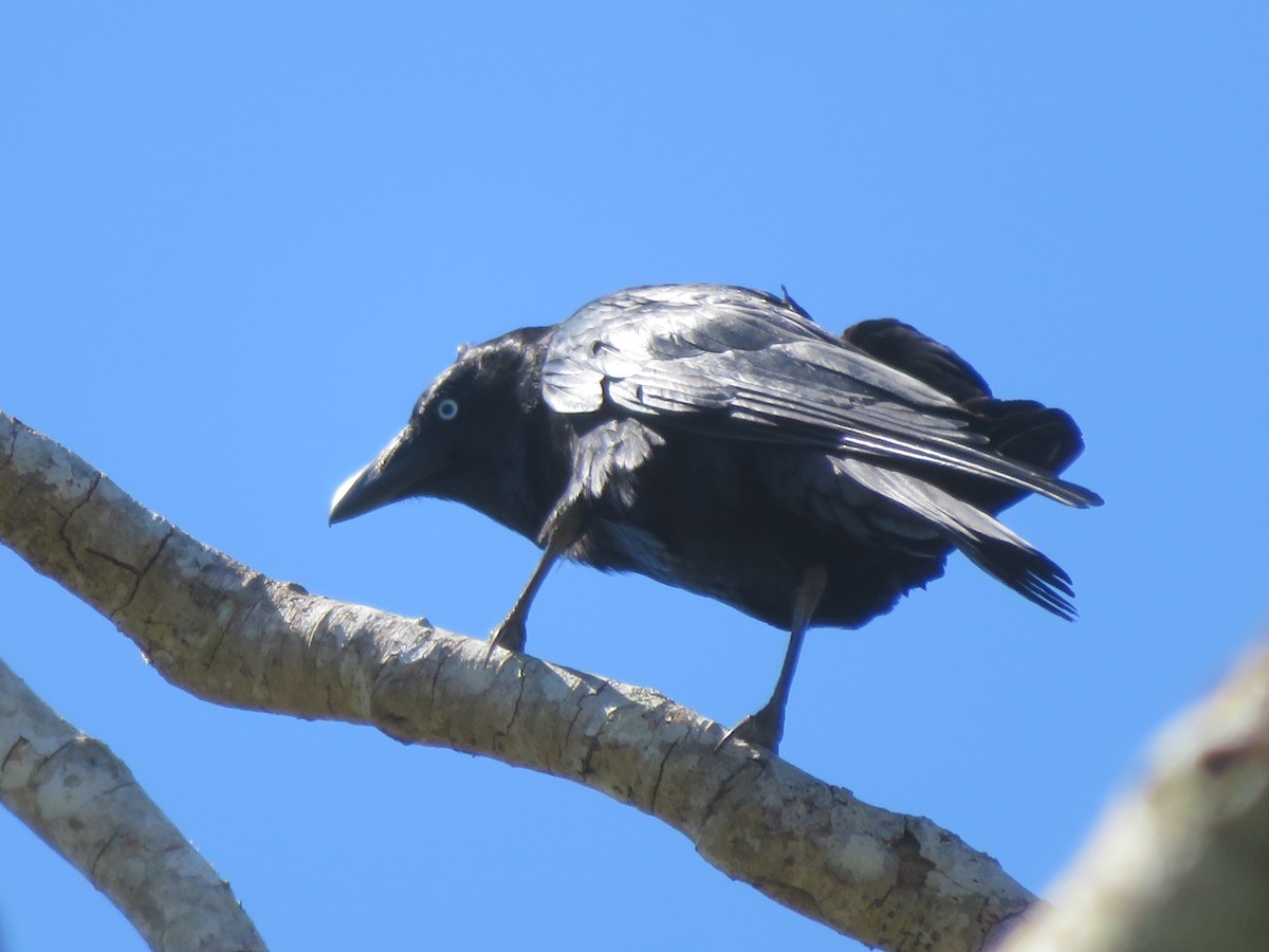 Torresian Crow - ML642903843
