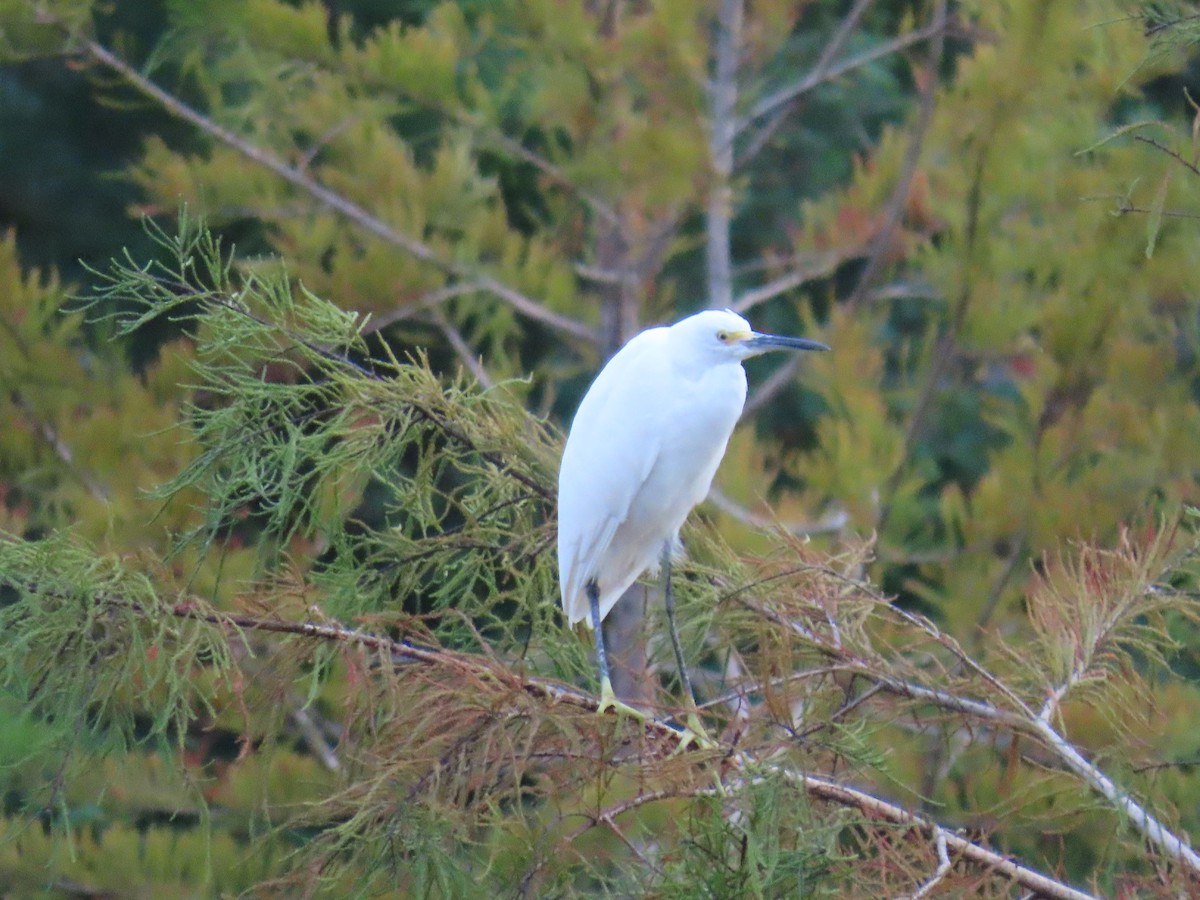 Snowy Egret - ML642903881