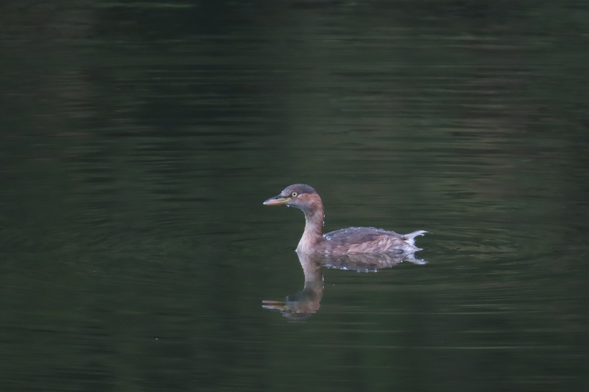 Little Grebe - ML642903883