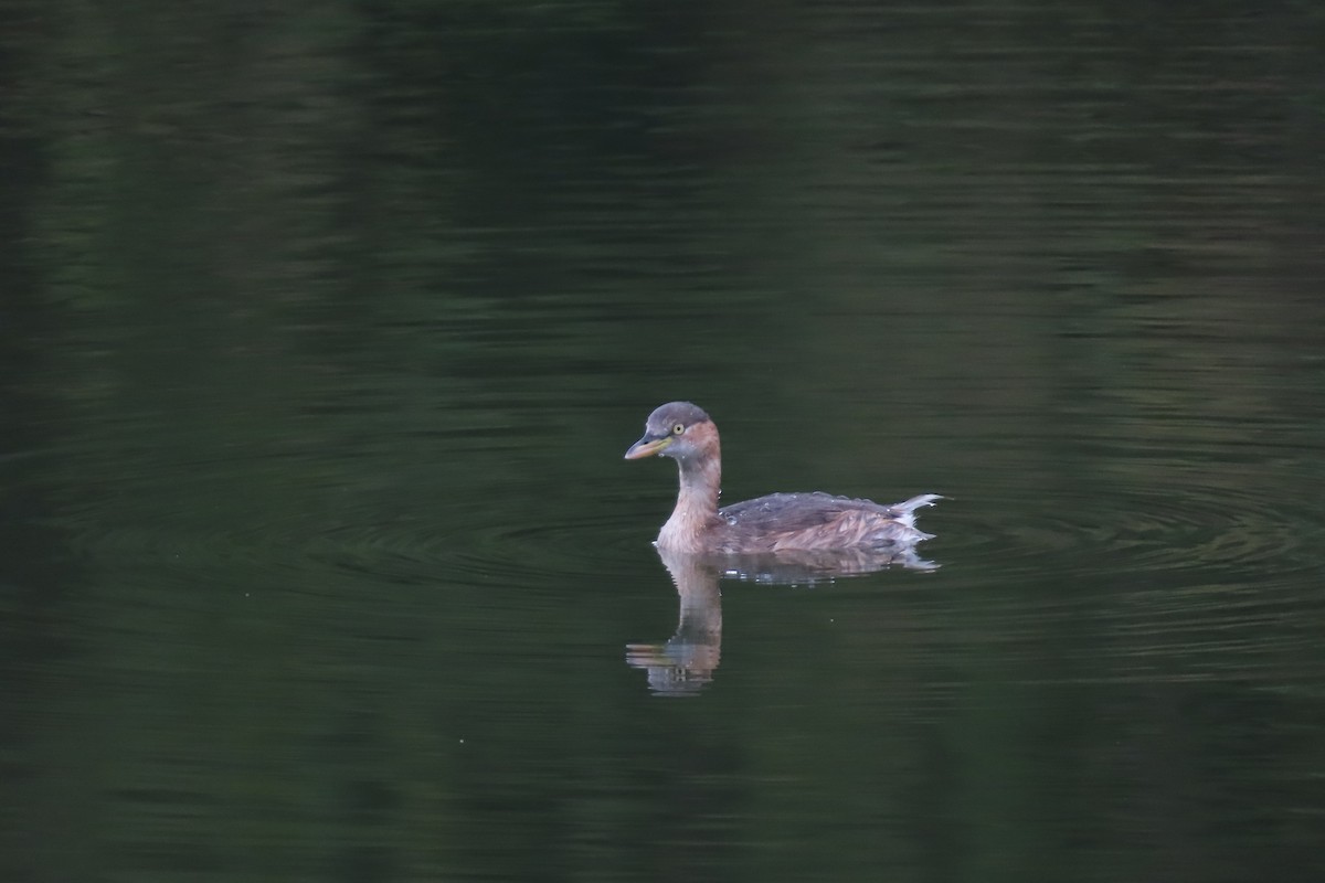 Little Grebe - ML642903884