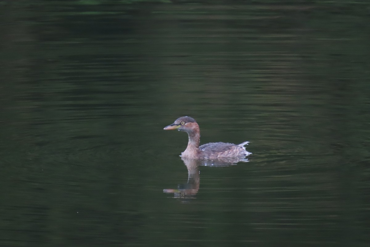 Little Grebe - ML642903885