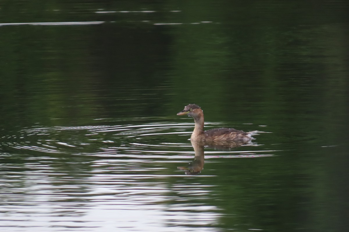 Little Grebe - ML642903886