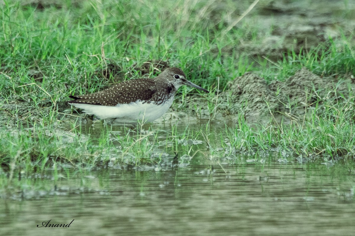 Waldwasserläufer - ML642903889