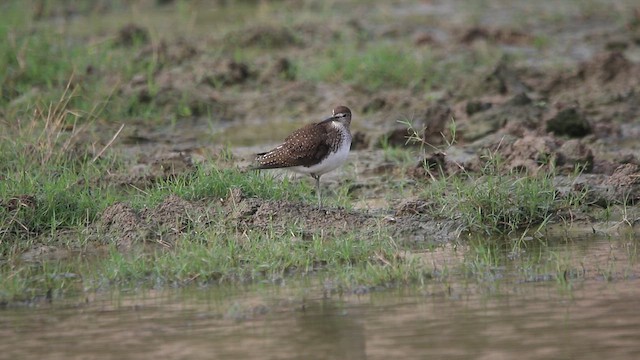 Green Sandpiper - ML642903898