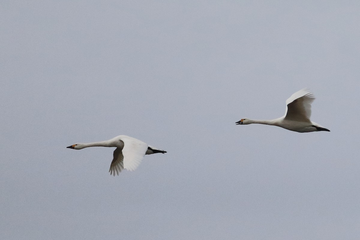 Tundra Swan (Bewick's) - ML642903910