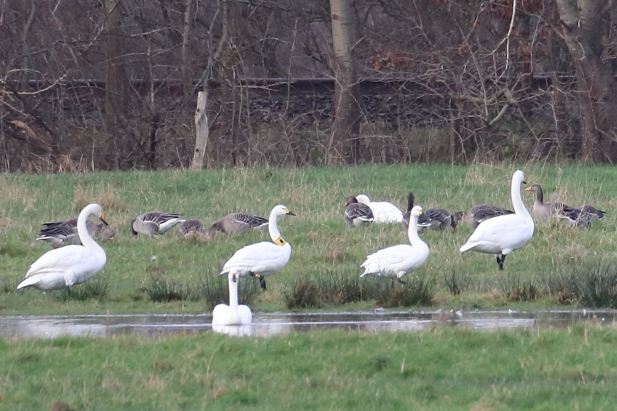 Tundra Swan (Bewick's) - ML642903915