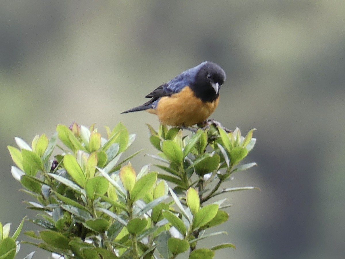Blue-backed Conebill - ML642903948