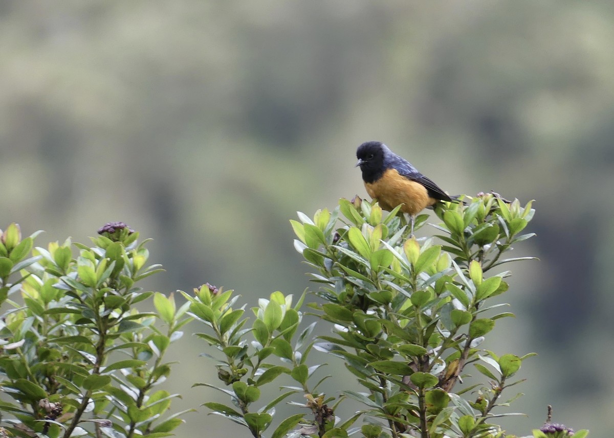 Blue-backed Conebill - ML642903952