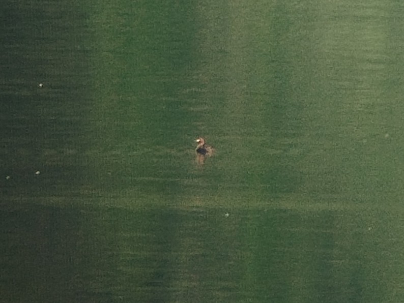 Little Grebe - ML642903967