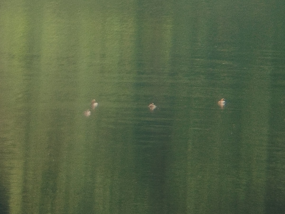 Little Grebe - ML642903968