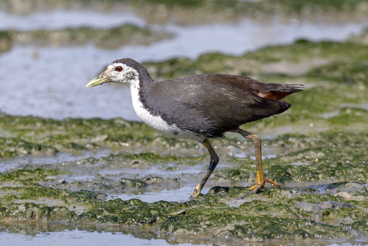 White-breasted Waterhen - ML642903971