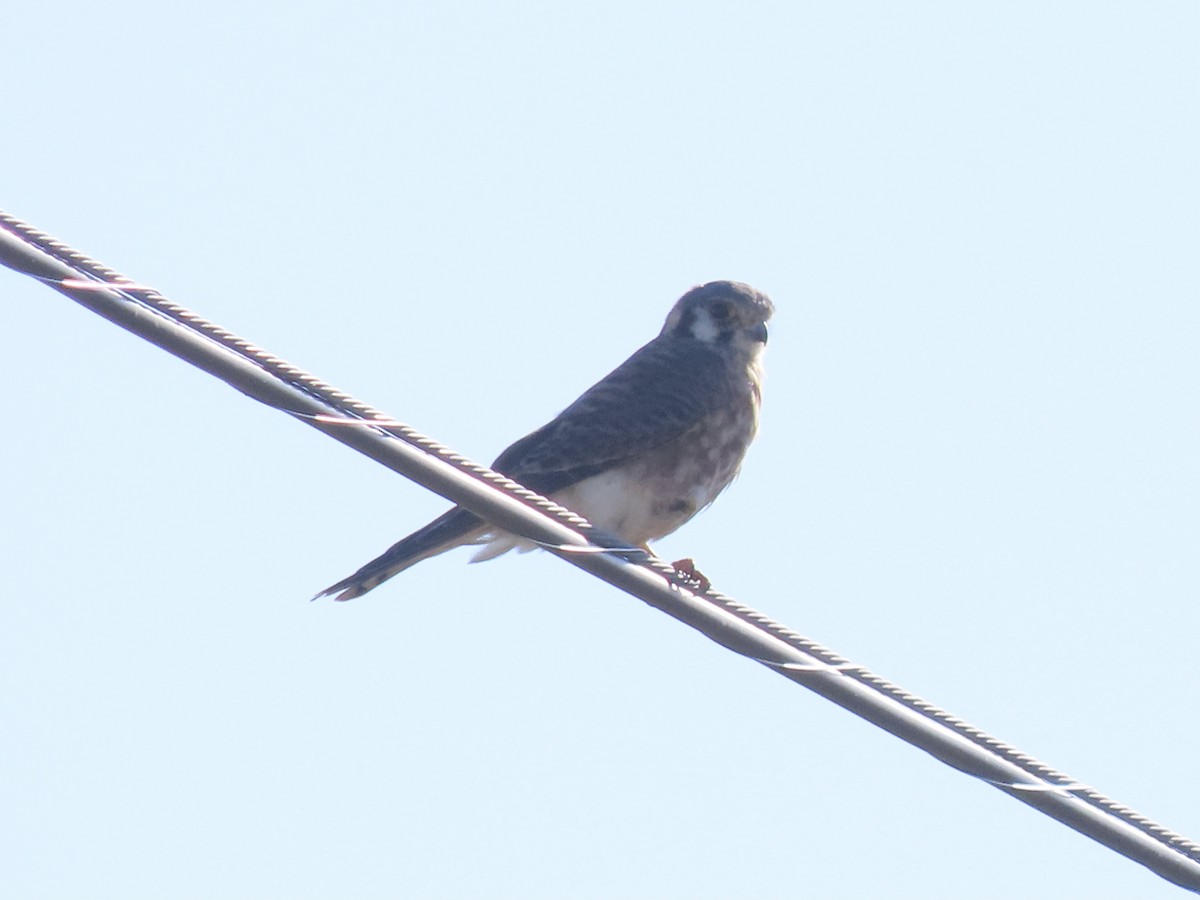 American Kestrel - ML642904002