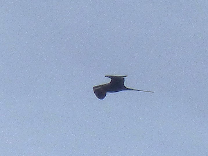 Magnificent Frigatebird - ML642904036