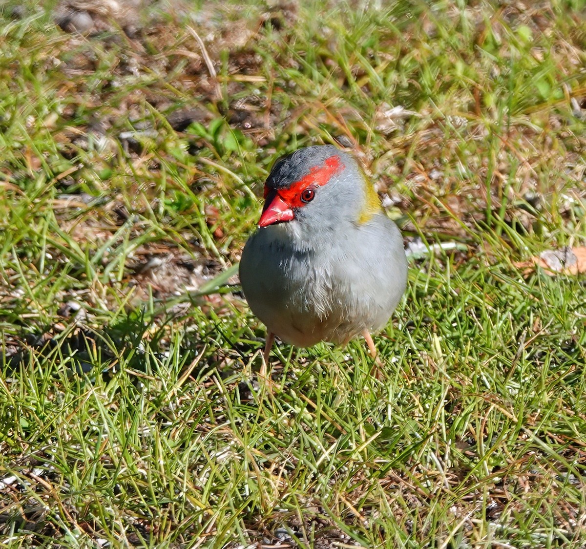 Red-browed Firetail - ML642904039