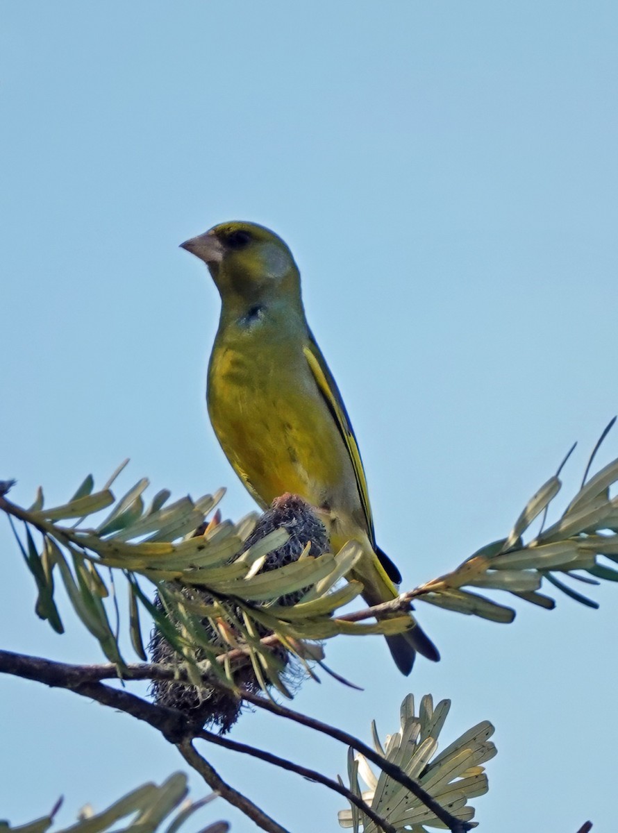 European Greenfinch - ML642904048