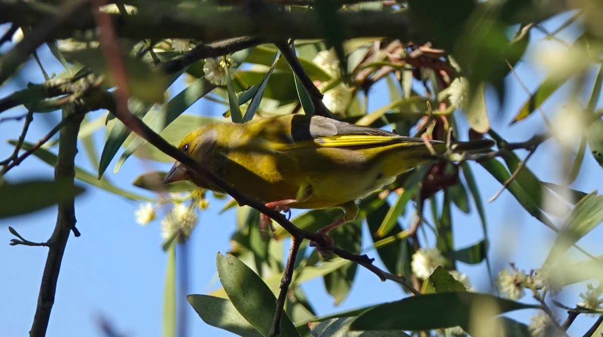 European Greenfinch - ML642904049
