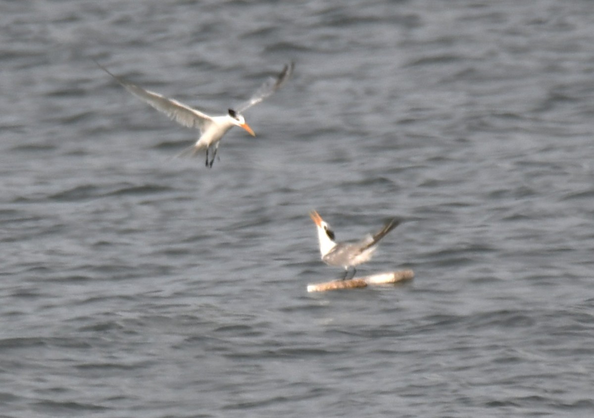 Lesser Crested Tern - ML642904050