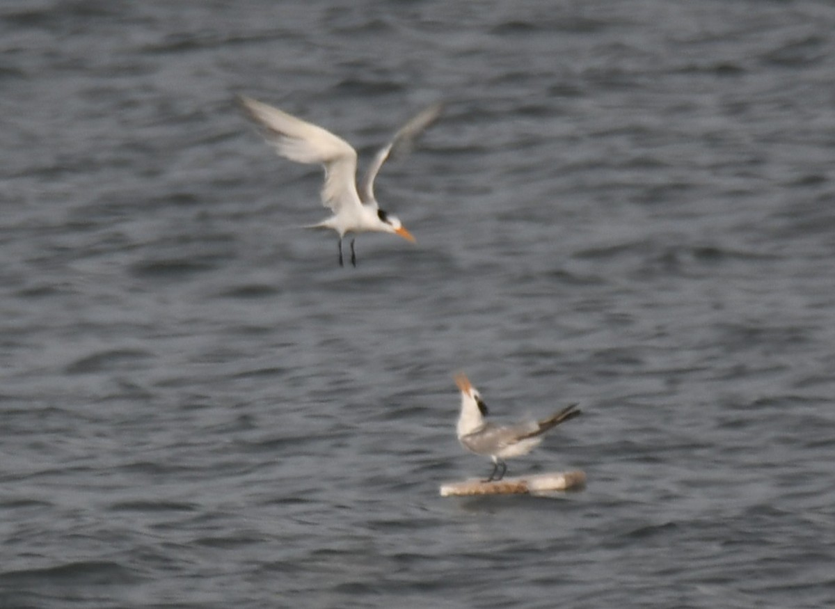 Lesser Crested Tern - ML642904054