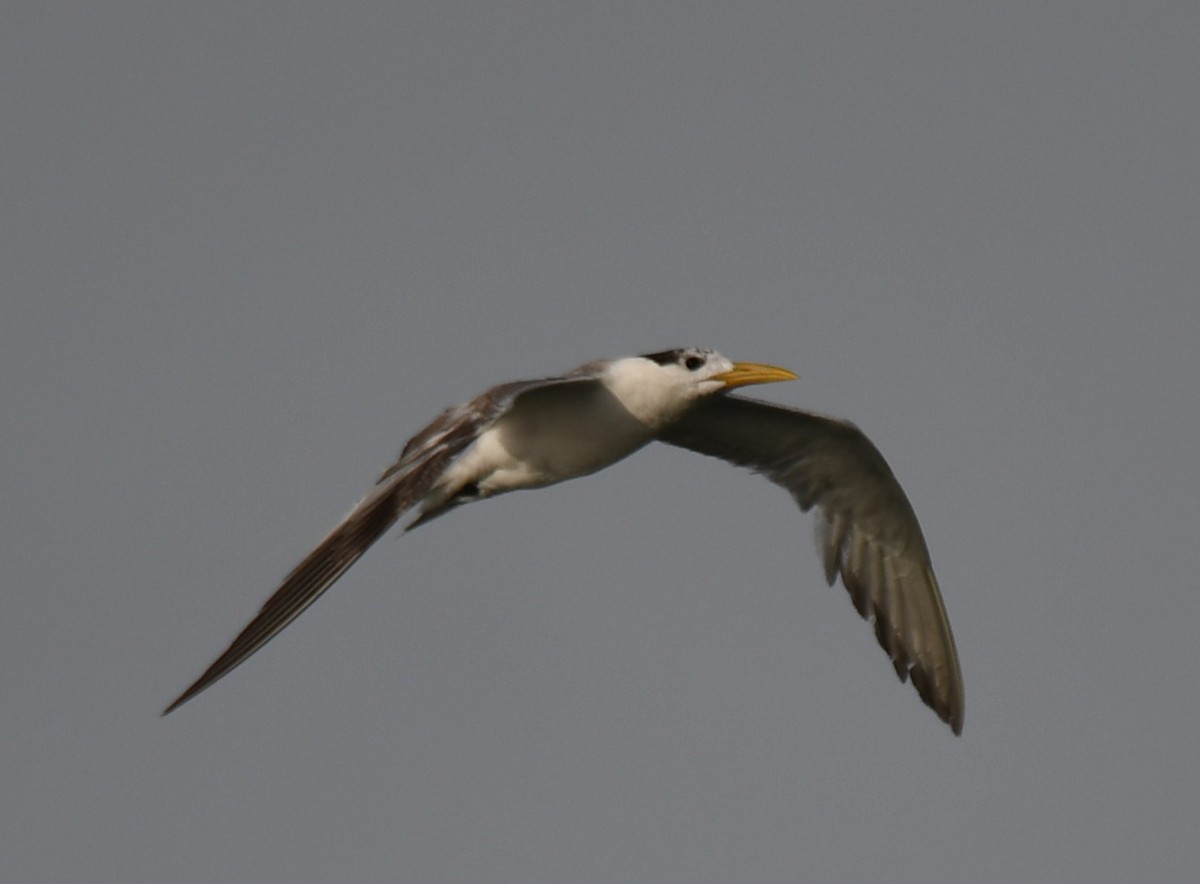 Great Crested Tern - ML642904057