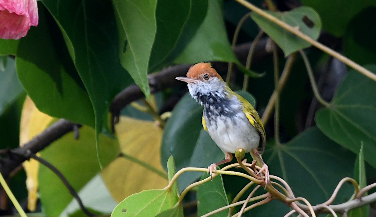Dark-necked Tailorbird - ML642904062