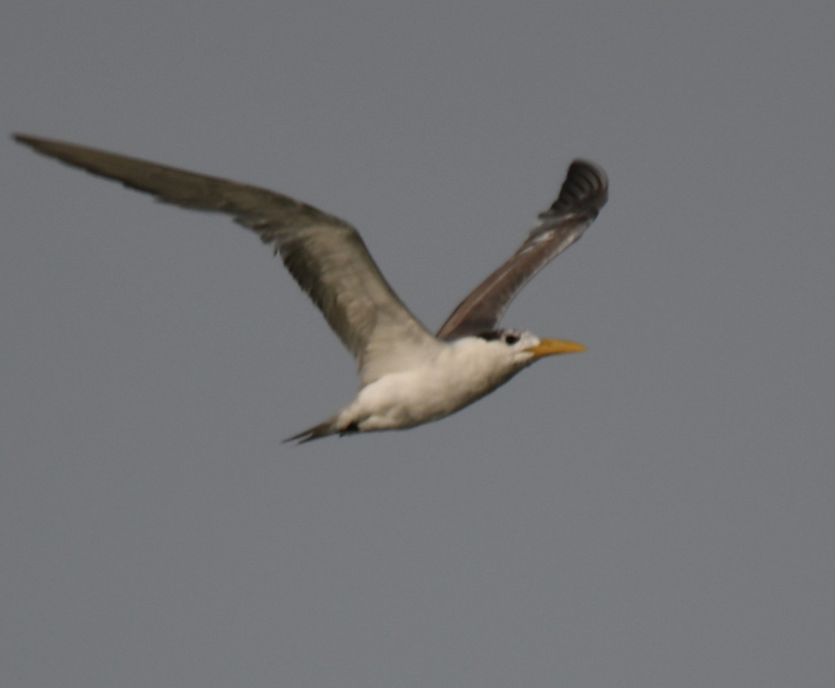 Great Crested Tern - ML642904063
