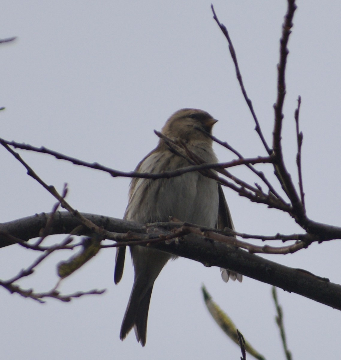 Redpoll - ML642904073
