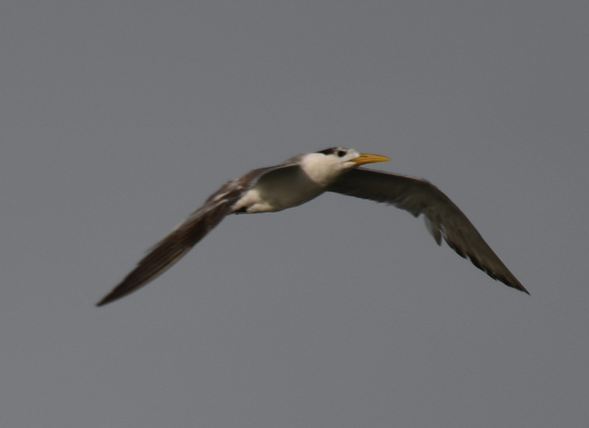 Great Crested Tern - ML642904074