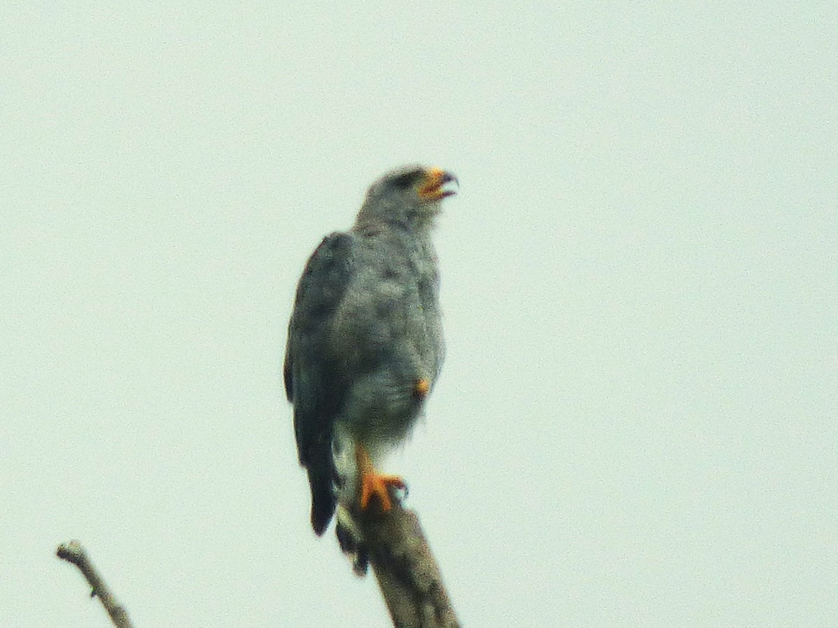Gray Hawk - ML642904078