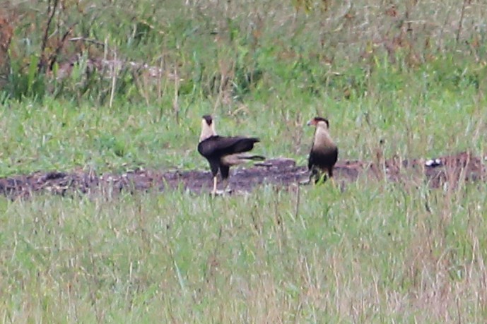 Crested Caracara - ML642904085