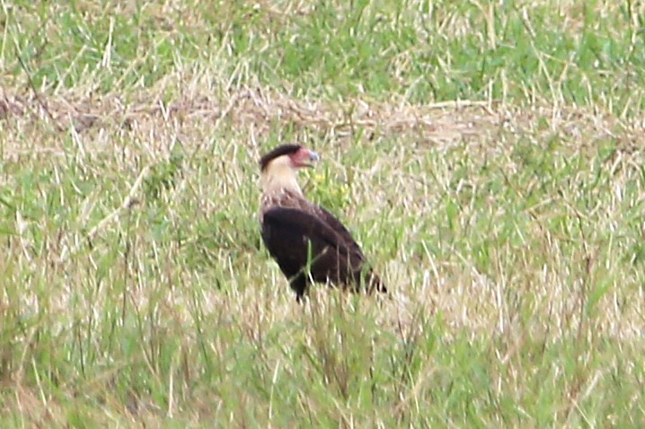 Crested Caracara - ML642904086