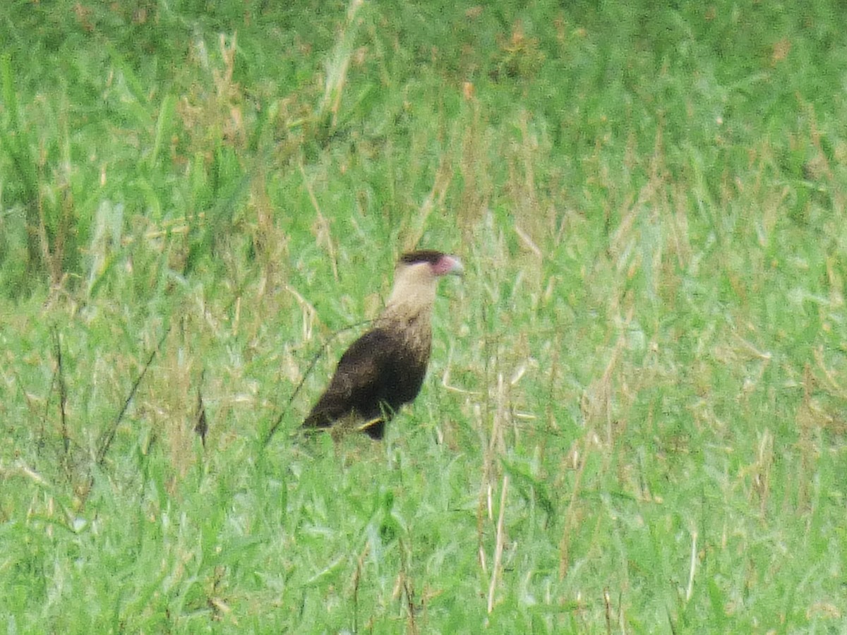 Crested Caracara - ML642904087