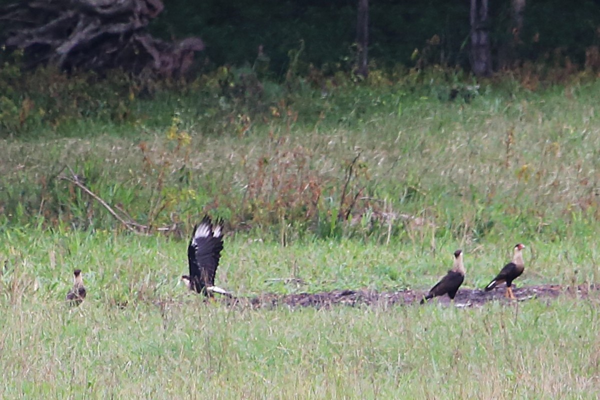 Crested Caracara - ML642904088