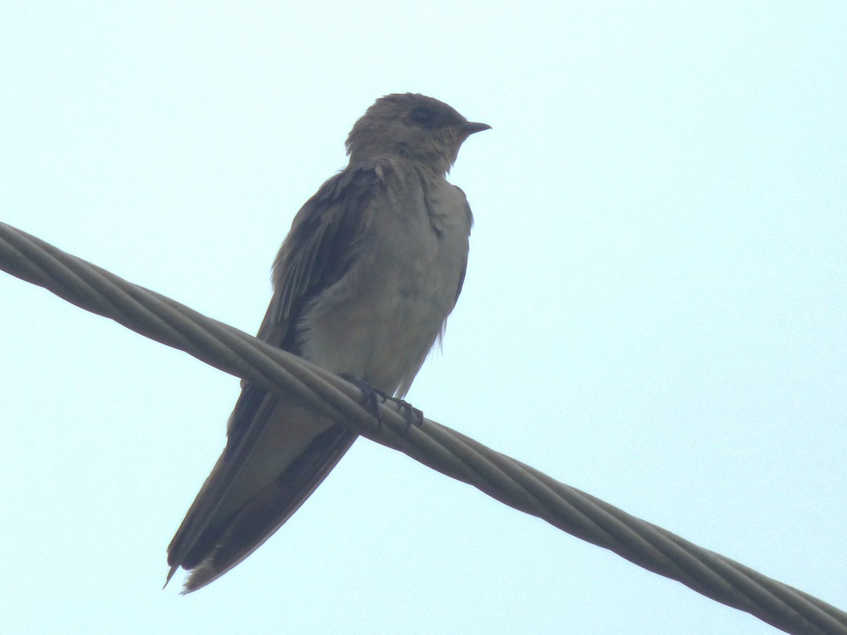 Southern Rough-winged Swallow - ML642904093