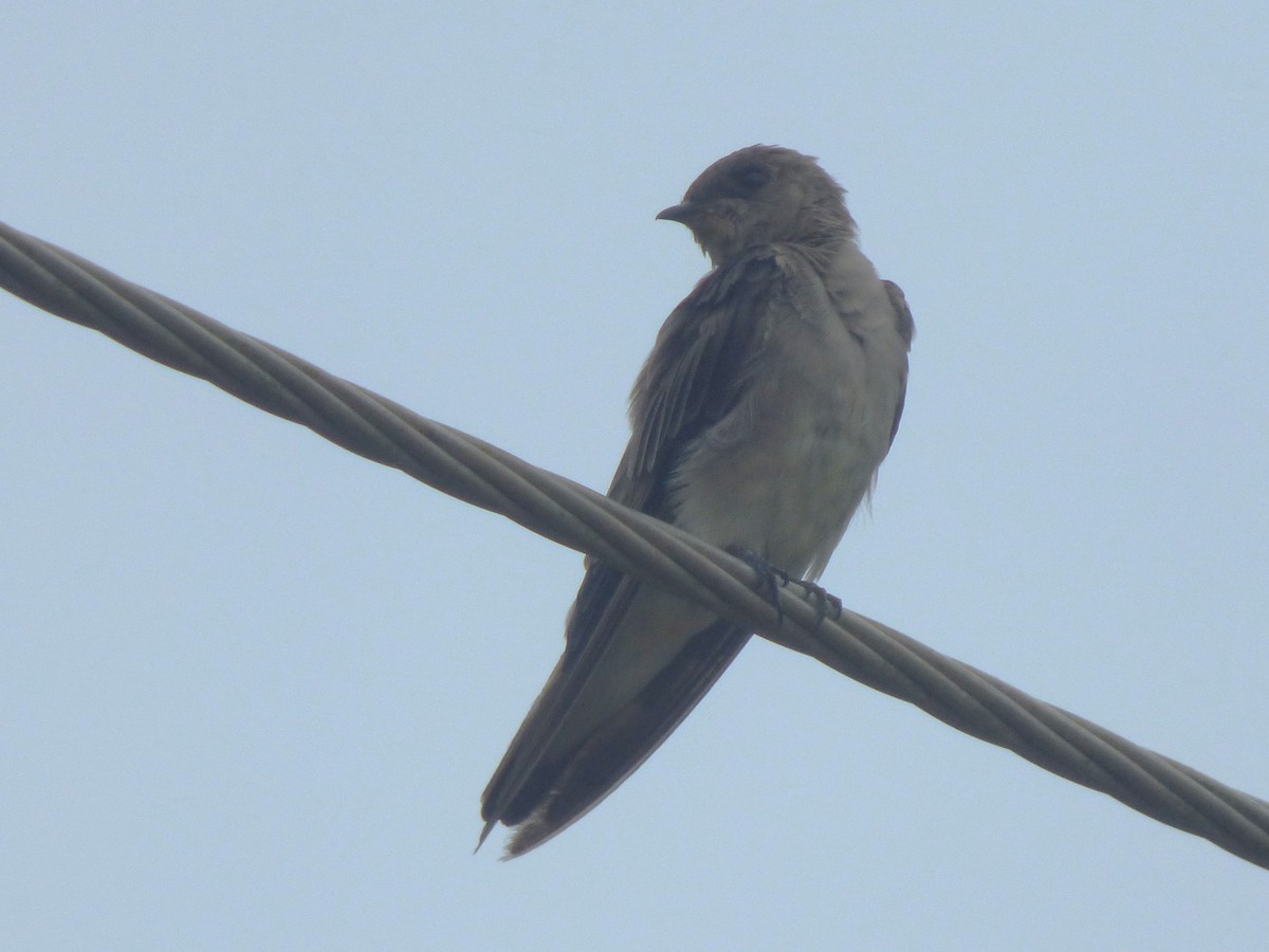 Southern Rough-winged Swallow - ML642904094