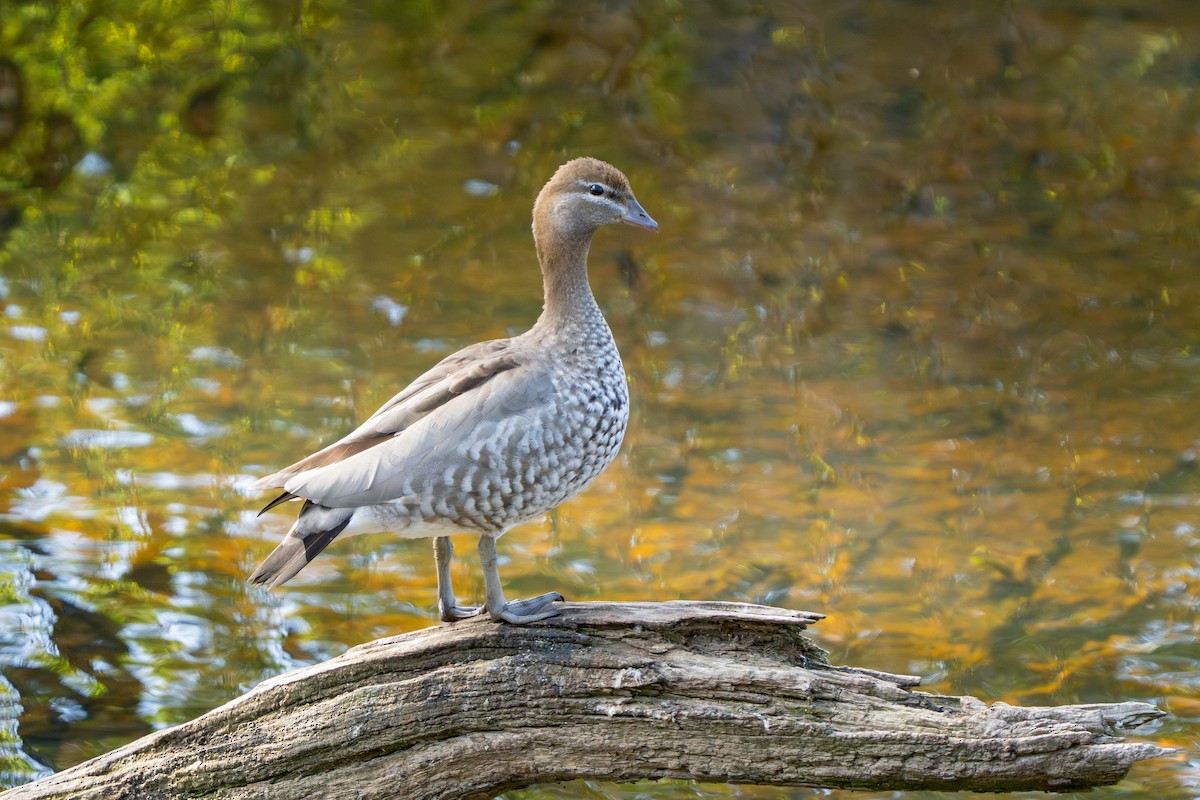 Maned Duck - ML642904113