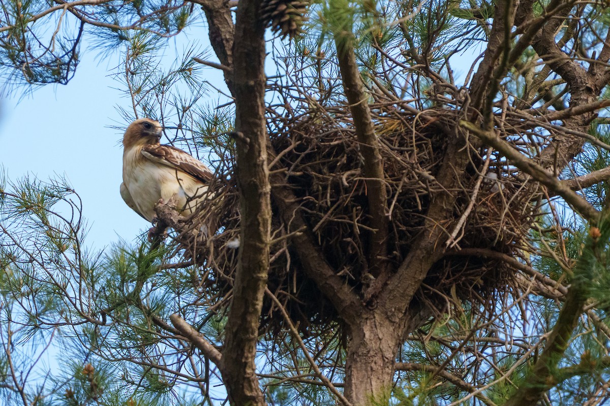 Little Eagle - ML642904117