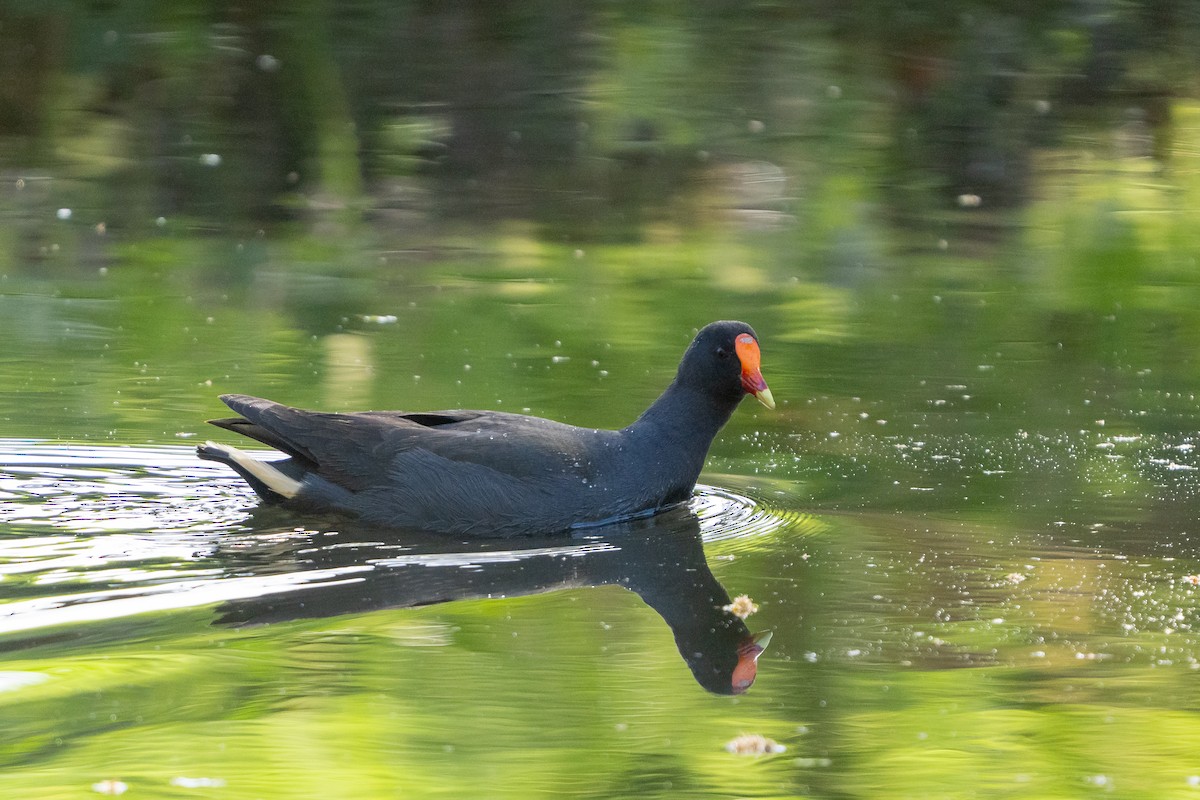 Dusky Moorhen - ML642904118